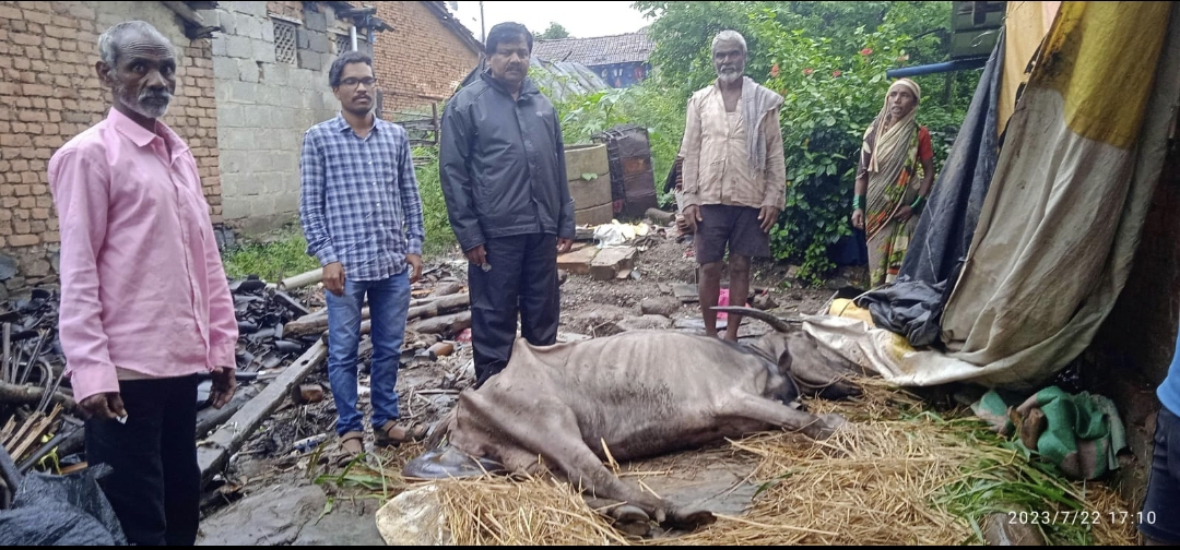 ನಿರಂತರ ಮಳೆಯಿಂದ  24 ಮನೆಗಳಿಗೆ ಹಾನಿ  ಹಾಗೂ ಹೊನ್ನಾಪುರದಲ್ಲಿ 1 ಜಾನುವಾರ ಸಾವು